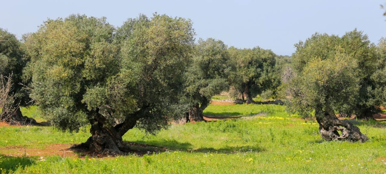 Brindisi – Bild 3